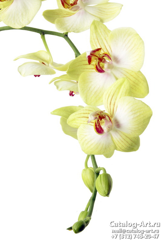 Натяжные потолки с фотопечатью - Желтые и бежевые орхидеи 11